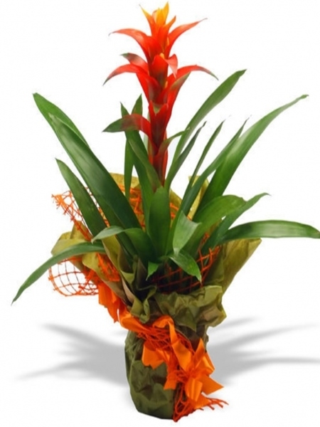 Guzmanya - Guzmania