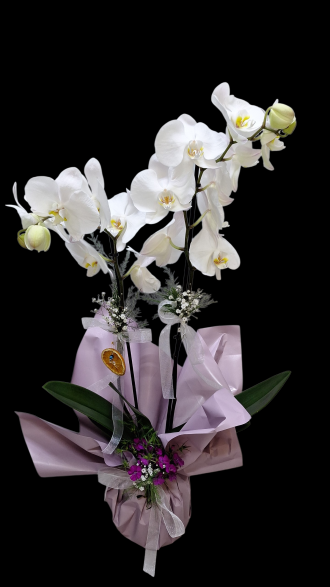 Beyaz Orkide 2 Dallı