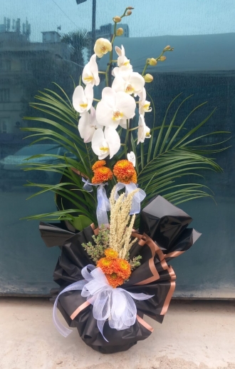 Beyaz Orkide 2 li