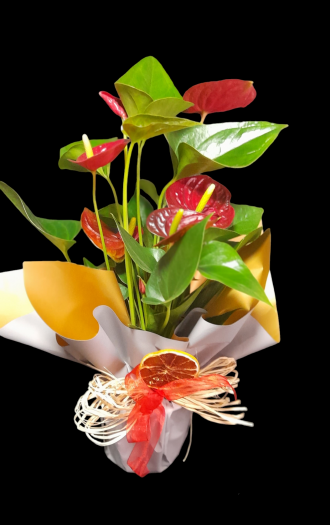 Antoryum Saksı Çiçeği 