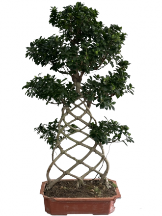 Örgülü Ficus Bonzai