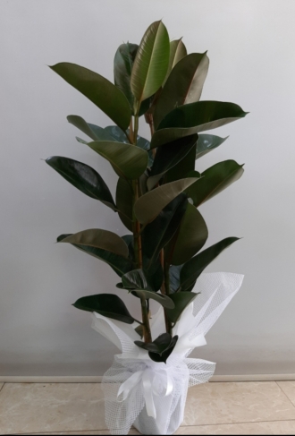 Kauçuk Salon Bitkisi 2 li