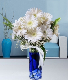 Mavi Su İçinde Beyaz Celbera