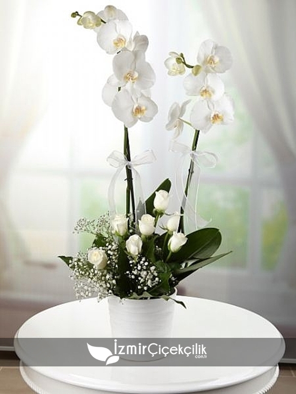 Orkide ve Beyaz Gül
