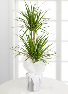  Dracena Marginata 2 Li