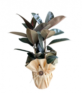 Kauçuk Salon Bitkisi 2 li