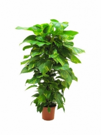 Patos Epipremnum - sarmaşık