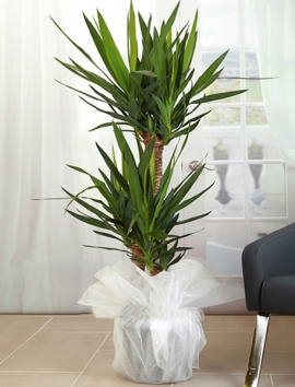 Saksıda 3 lü Yukka (Yucca)